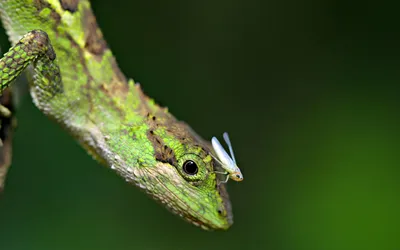 Close Green Lizard Small Insect Black/Dark Wallpaper 4K 1920x1200 Hd, Desktop, Wallpaper, Featuring, A, Close-up, Of, Green, Lizard, Small, Insect, Perched, Gray, Brown, Ultrawide, Full HD