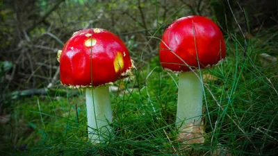 Bold Two Wallpaper Nature Wallpaper 4K 3840x2160 4k, Ultra, Hd, Pc, Desktop, Wallpaper, Two, Red, Fly, Agaric, Mushrooms, White, Ultrawide