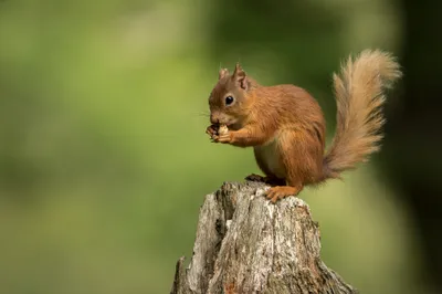 Calm Rodent Wallpaper Animals Wallpaper 4K 2000x1334 Rodent, Animal, Squirrel, Hd, Desktop, Wallpaper, Background, Gray, Brown, Landscape, Full HD