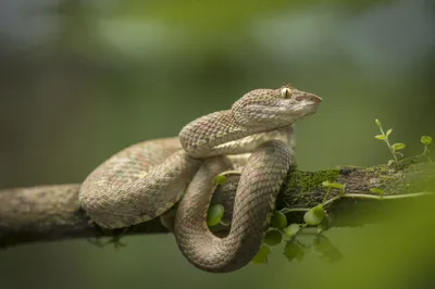 Viper Coiled Branch Abstract Wallpaper 4K 2048x1365 Hd, Desktop, Wallpaper, Of, A, Viper, Coiled, On, Branch, Showcasing, Detailed, Scales, Gray, Ultrawide, Full HD