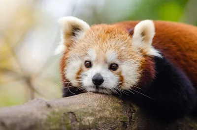 Vivid Animal Wallpaper Animals Wallpaper 4K 3600x2384 Animal, Red, Panda, Hd, Desktop, Wallpaper, Background, White, Ultrawide, QHD