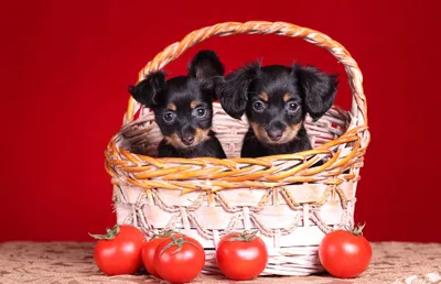 Two Small Puppies Abstract Wallpaper 4K 2000x1288 Hd, Pc, Desktop, Wallpaper, Featuring, Two, Small, Puppies, Sitting, Inside, Woven, Basket, Red, Ultrawide, Full HD