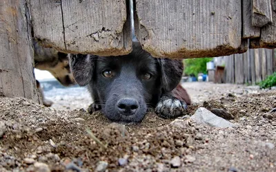 Golden Black Wallpaper Animals Wallpaper 4K 2560x1600 A, Black, Dog, Rests, Its, Head, On, The, Ground, Peering, Through, Gap, Gray, Ultrawide, QHD