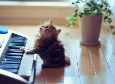 Radiant Playful Wallpaper Animals Wallpaper 4K 2048x1500 A, Playful, Cat, With, Fluffy, Fur, Curiously, Approaches, Keyboard, Set, Against, Bright, Gray, Landscape, Full HD