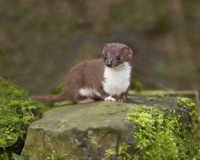 Bright Brown Wallpaper Nature Wallpaper 4K 2048x1638 Hd, Pc, Desktop, Wallpaper, Showing, A, Brown-and-white, Ferret, Perched, Mossy, Rock, Soft-focus, Gray, Square, Full HD