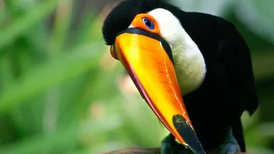 Golden Toco Wallpaper Black/Dark Wallpaper 4K 1920x1080 Hd, Pc, Desktop, Wallpaper, Of, A, Toco, Toucan, Close-up, Showing, Bright, Orange, White, Brown, Purple, Ultrawide, Full HD