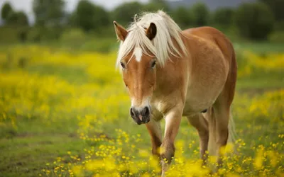Radiant Calm Wallpaper Animals Wallpaper 4K 2560x1600 A, Calm, Horse, Walks, Through, Vibrant, Field, Yellow, Flowers, Captured, Stunning, Creating, Brown, Purple, Ultrawide, QHD