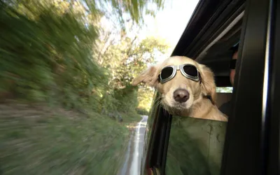 Vibrant Golden Wallpaper Cars Wallpaper 4K 1920x1200 Hd, Desktop, Wallpaper, Featuring, A, Golden, Retriever, Wearing, Sunglasses, Looking, Out, Car, White, Ultrawide, Full HD