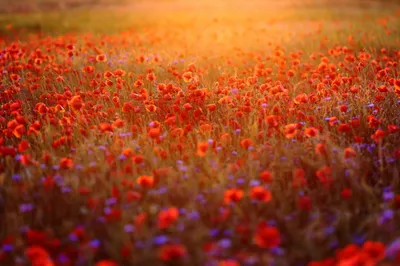 Sunlit Summer Field Red Poppy Nature Wallpaper 4K 2048x1365 Hd, Pc, Desktop, Wallpaper, Background, Sunlit, Summer, Field, Red, Poppy, Flowers, Stretching, Orange, Purple, Ultrawide, Full HD