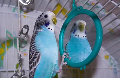 Dark Vibrant Wallpaper Abstract Wallpaper 4K 3456x2260 Hd, Pc, Desktop, Wallpaper, Featuring, A, Vibrant, Blue, Budgerigar, Budgie, Perched, Inside, Gray, Ultrawide, QHD