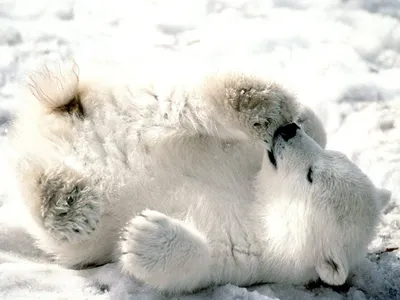 Playful Polar Bear Rolling Animals Wallpaper 4K 1600x1200 Hd, Desktop, Wallpaper, Featuring, A, Playful, Polar, Bear, Rolling, Back, Snow, Captures, White, Landscape