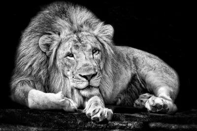 Crisp Majestic Wallpaper Black/Dark Wallpaper 4K 1920x1280 A, Majestic, Lion, Lies, Relaxed, Against, Dark, Backdrop, Showcasing, Powerful, Presence, Striking, Gray, Landscape, Full HD