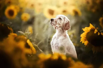 Epic Animal Wallpaper Animals Wallpaper 4K 2048x1365 Animal, Dog, Hd, Desktop, Wallpaper, Background, Image, White, Gray, Ultrawide, Full HD
