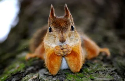 Vivid Close Wallpaper Nature Wallpaper 4K 2000x1305 Hd, Pc, Desktop, Wallpaper, Featuring, A, Close-up, Of, Squirrel, Resting, Tree, Branch, Brown, Gray, Ultrawide, Full HD