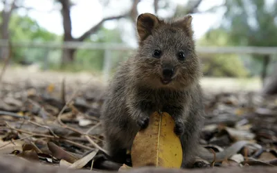 Close Quokka Sitting Dry Leaves Abstract Wallpaper 4K 1920x1200 Hd, Desktop, Wallpaper, Featuring, A, Close-up, Of, Quokka, Sitting, Dry, Leaves, Natural, White, Ultrawide, Full HD