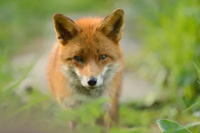 Vibrant Close Wallpaper Animals Wallpaper 4K 2048x1367 Close-up, Of, A, Fox, With, Focused, Stare, Captured, Sharp, Depth, Field, Making, Gray, Landscape, Full HD