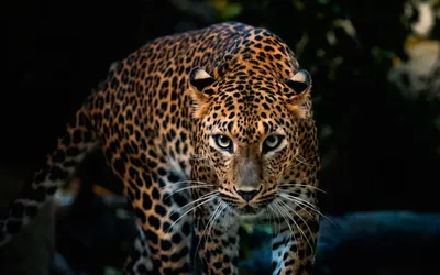 Dreamy Definition Wallpaper Black/Dark Wallpaper 4K 1920x1200 A, High-definition, Desktop, Wallpaper, Featuring, Close-up, Of, Leopard, Piercing, Blue, Eyes, Captured, Brown, Ultrawide, Full HD