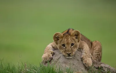 Bright Close Wallpaper Animals Wallpaper 4K 1920x1200 A, Close-up, Of, Lion, Cub, Resting, On, Rock, Surrounded, Lush, Green, Grass, Gray, Ultrawide, Full HD