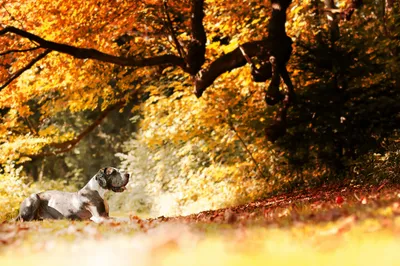 Great Dane Rests Wallpaper 4K, Nature category