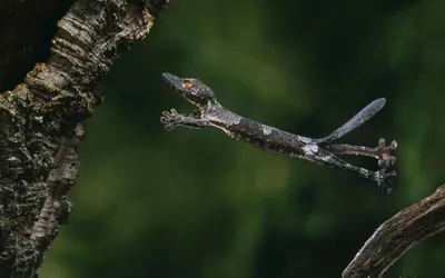 Henkels Leaftailed Gecko Abstract Wallpaper 4K 2560x1600 Henkels, Leaftailed, Gecko, Gray, Brown, Ultrawide, QHD