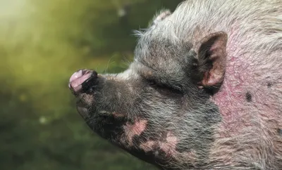 Bright Animal Wallpaper Animals Wallpaper 4K 2048x1240 Animal, Pig, Hd, Desktop, Wallpaper, Background, Image, Gray, Ultrawide, Full HD