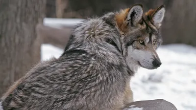 Close Wolf Snowy Nature Wallpaper 4K 1920x1080 A, Close-up, Of, Wolf, In, Snowy, Landscape, Showcasing, Striking, Fur, Intense, Gaze, White, Gray, Ultrawide, Full HD