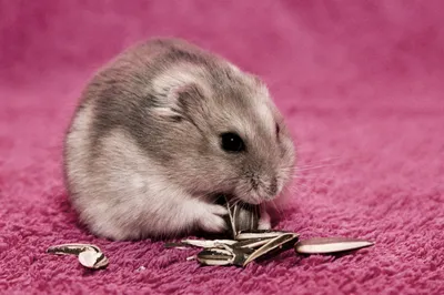 Cute Hamster Nibbling Seeds Animals Wallpaper 4K 2560x1700 A, Cute, Hamster, Nibbling, On, Seeds, Set, Against, Vibrant, Pink, Makes, Delightful, Gray, Ultrawide, QHD
