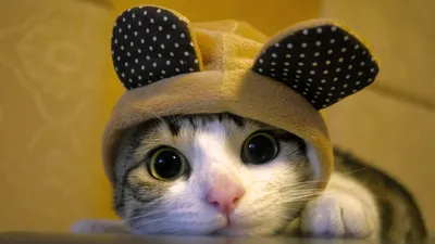 Serene Close Wallpaper Animals Wallpaper 4K 2560x1440 A, Close-up, Of, Cat, Wearing, Cute, Hat, Ears, Set, Against, Warm, Makes, Brown, Ultrawide, QHD