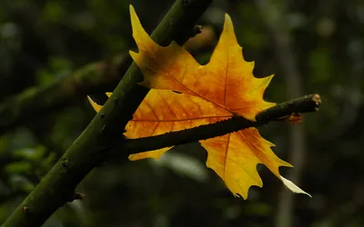 Crisp Nature Wallpaper Nature Wallpaper 4K 1920x1200 Nature, Leaf, Hd, Desktop, Wallpaper, Background, Image, Orange, Brown, Ultrawide, Full HD