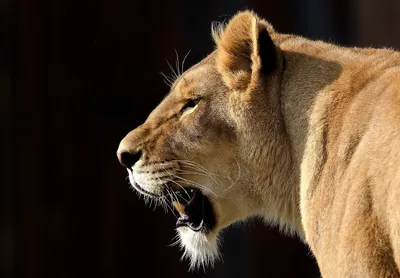 Close Side Profile Animals Wallpaper 4K 1920x1334 Hd, Pc, Desktop, Wallpaper, Featuring, A, Close-up, Side, Profile, Roaring, Lion, Against, Gray, White, Landscape, Full HD