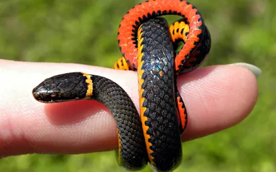 Vibrant Close Wallpaper Black/Dark Wallpaper 4K 2560x1600 A, Close-up, Hd, Desktop, Wallpaper, Of, Vibrant, Snake, Wrapped, Around, Finger, Showcasing, White, Brown, Ultrawide, QHD