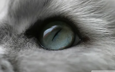 Close Cat Eye Detailed Fur Animals Wallpaper 4K 1920x1200 Close-up, Of, A, Cat's, Eye, With, Detailed, Fur, Cat, 039, Whiskers, Captured, Gray, Ultrawide, Full HD