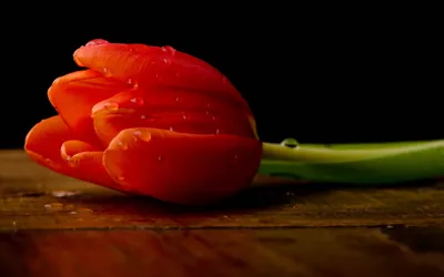 Red Tulip Water Droplets Black/Dark Wallpaper 4K 2560x1600 Red, Tulip, With, Water, Droplets, On, A, Wooden, Surface, Against, Black, Backdrop, Ultrawide, QHD
