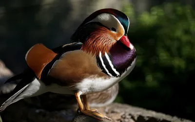 Bright Colorful Wallpaper Abstract Wallpaper 4K 1920x1200 Hd, Pc, Desktop, Wallpaper, Background, Of, A, Colorful, Mandarin, Duck, Perched, Rock, Gray, Ultrawide, Full HD