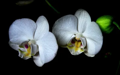 Golden Two Wallpaper Nature Wallpaper 4K 1920x1200 Hd, Desktop, Wallpaper, Featuring, Two, White, Orchid, Flowers, Against, Dark, Highlighting, Delicate, Ultrawide, Full HD