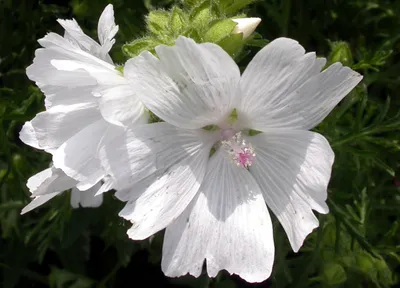 White Flowers Nature Nature Wallpaper 4K 2272x1638 White, Flowers, Gray, Landscape, Full HD
