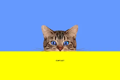 Minimalist Kitten Blue Eyes Peeking Minimal Wallpaper 4K 2926x1951 A, Minimalist, Hd, Desktop, Wallpaper, Featuring, Kitten, Striking, Blue, Eyes, Peeking, Over, Pink, Gray, Yellow, Landscape, QHD