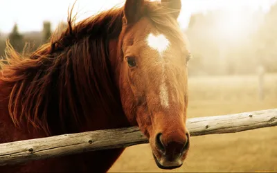 Close Brown Horse Leaning Animals Wallpaper 4K 1920x1200 Close-up, Of, A, Brown, Horse, Leaning, Over, Wooden, Fence, Captured, Warm, Sunlight, White, Purple, Ultrawide, Full HD