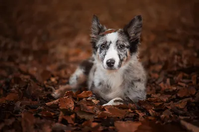 Border Collie Dog Lying Animals Wallpaper 4K 6183x4128 Border, Collie, Dog, Lying, Among, Fall, Leaves, Close-up, Portrait, Ultra, Desktop, Gray, White, Landscape, 4k