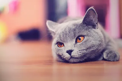 Dreamy Serene Wallpaper Animals Wallpaper 4K 2560x1700 A, Serene, Gray, Cat, With, Striking, Orange, Eyes, Lies, Warm, Wooden, Floor, Pink, Ultrawide, QHD