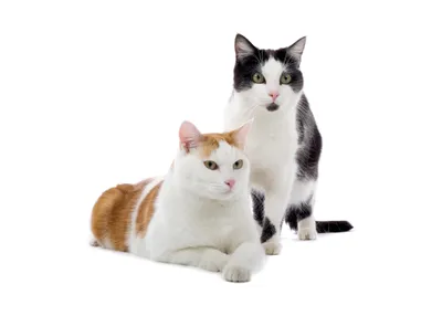 Animal Cat Two Animals Wallpaper 4K 4200x3000 Animal, Cat, Two, Cats, One, Orange-and-white, Reclining, And, Black-and-white, Standing, Clean, White, Landscape, 4k