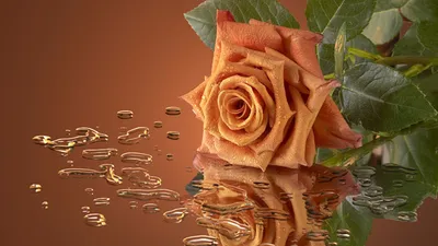 Photographic Close Orange Rose Abstract Wallpaper 4K 1920x1080 Hd, Pc, Desktop, Wallpaper, Photographic, Close-up, Of, An, Orange, Rose, Water, Droplets, Brown, Ultrawide, Full HD