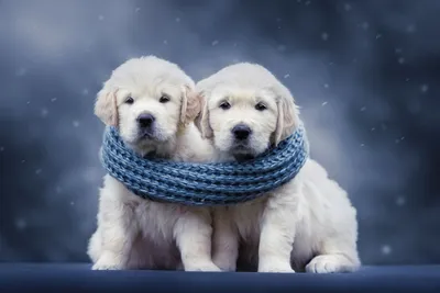 Baby Animal Puppy Scarf Dog Animals Wallpaper 4K 1999x1333 Baby, Animal, Puppy, Scarf, Dog, Golden, Retriever, Desktop, White, Landscape, Full HD