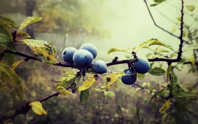 Serene Ripe Wallpaper Abstract Wallpaper 4K 1920x1200 Hd, Desktop, Wallpaper, Of, Ripe, Blueberries, On, A, Branch, Green, Leaves, Set, White, Ultrawide, Full HD