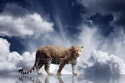 Majestic Leopard Stands Nature Wallpaper 4K 7000x4666 A, Majestic, Leopard, Stands, Confidently, Against, Dramatic, Sky, Captured, Stunning, Ultra, Striking, White, Ultrawide, 4k