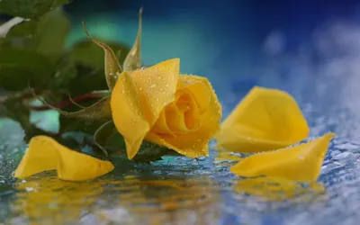 Nature Close Yellow Rose Water Nature Wallpaper 4K 1680x1050 Hd, Nature, Desktop, Wallpaper, Featuring, A, Close-up, Of, Yellow, Rose, Water, Droplets, Orange, Ultrawide