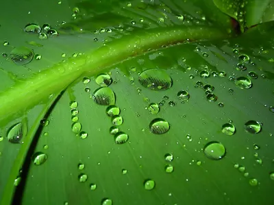 Nature Water Drop Nature Wallpaper 4K 1600x1200 Nature, Water, Drop, Hd, Desktop, Wallpaper, Background, Brown, Landscape