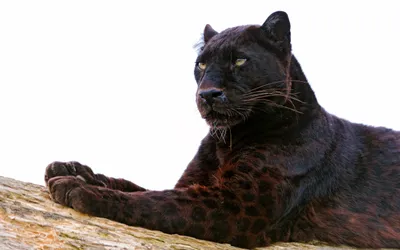 Black Panther Rests Branch Its Black/Dark Wallpaper 4K 2560x1600 A, Striking, Black, Panther, Rests, On, Branch, Showcasing, Sleek, Fur, Captivating, Gaze, White, Gray, Ultrawide, QHD