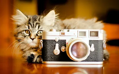 Calm Charming Wallpaper Animals Wallpaper 4K 1920x1200 A, Charming, Cat, Rests, Beside, An, Antique, Camera, Showcasing, Warm, Inviting, Scene, White, Ultrawide, Full HD