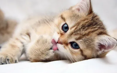 Crisp Close Wallpaper Wallpaper 4K, Animals category